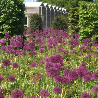 plantes-vivaces-allium-giganteum-ail-d-ornement-en-vente-pepiniere-lepage-