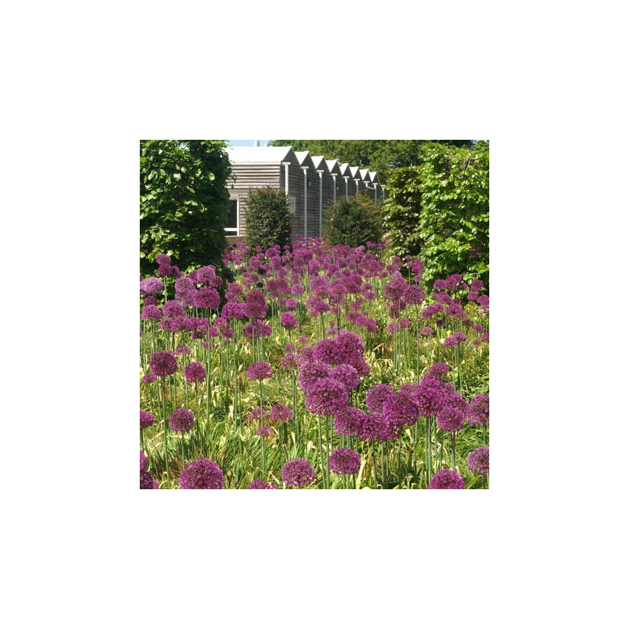 plantes-vivaces-allium-giganteum-ail-d-ornement-en-vente-pepiniere-lepage-