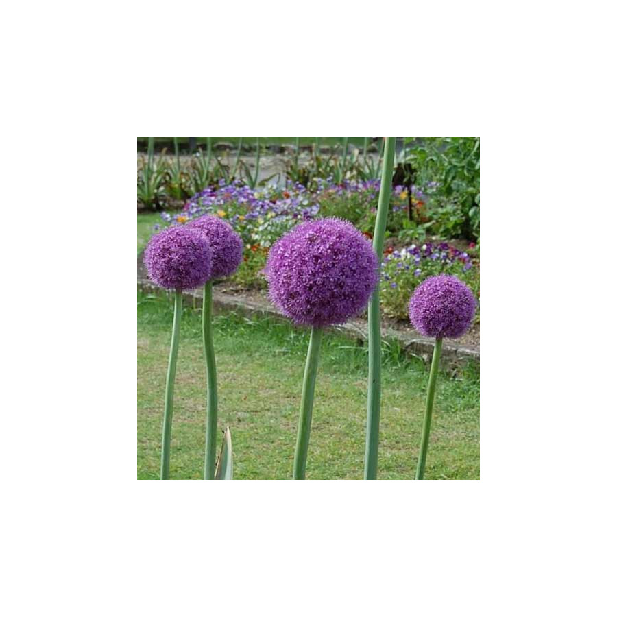plantes-vivaces-allium-giganteum-ail-d-ornement-en-vente-pepiniere-lepage-