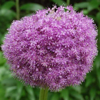 plantes-vivaces-allium-giganteum-ail-d-ornement-en-vente-pepiniere-lepage-