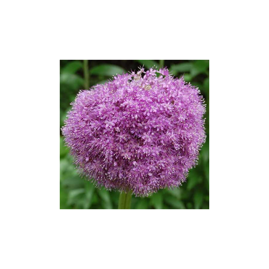 plantes-vivaces-allium-giganteum-ail-d-ornement-en-vente-pepiniere-lepage-