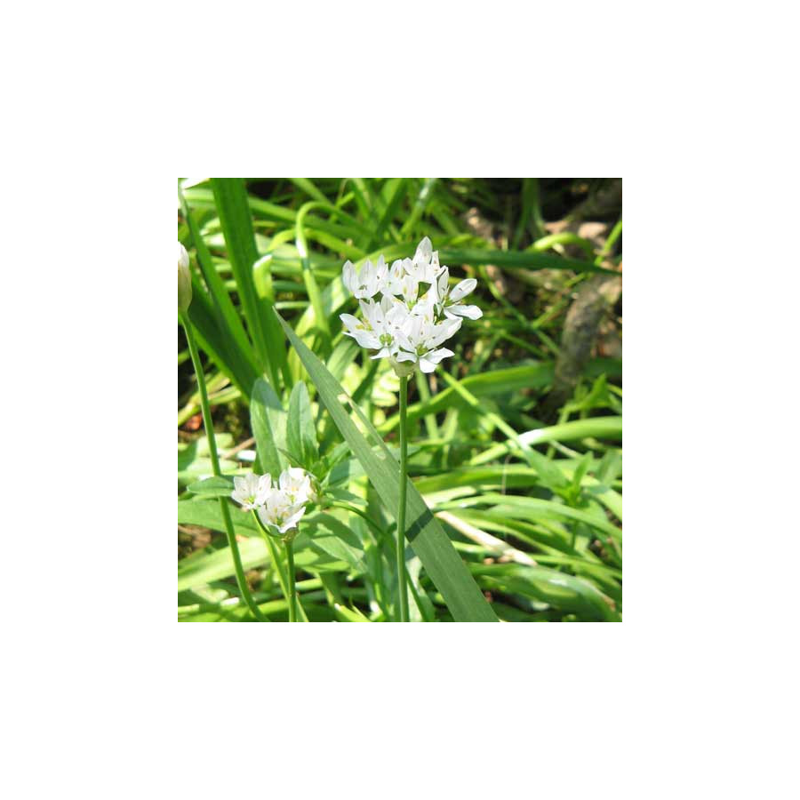 plantes-vivaces-allium-neapolitanum-ail-de-naples-en-vente-ail-blanc-en-vente-pepiniere-lepage-