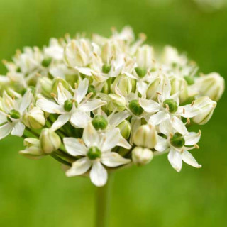 plantes-vivaces-allium-nigrum-ail-noir-en-vente-ail-des-indes-en-vente-pepiniere-lepage-