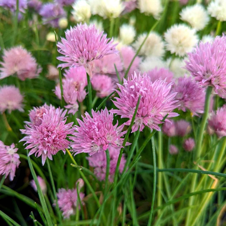 Plantes Vivaces ALLIUM schoenoprasum 'Pink One' - Ciboulette en vente - Pépinière Lepage .