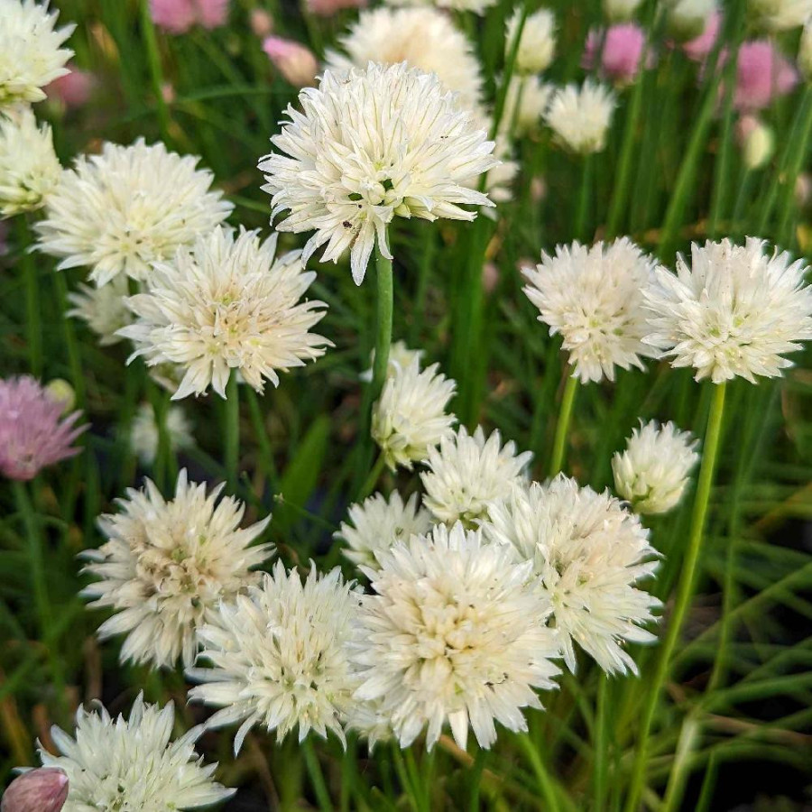 Plantes Vivaces ALLIUM schoenoprasum 'White One' en vente - Pépinière Lepage .