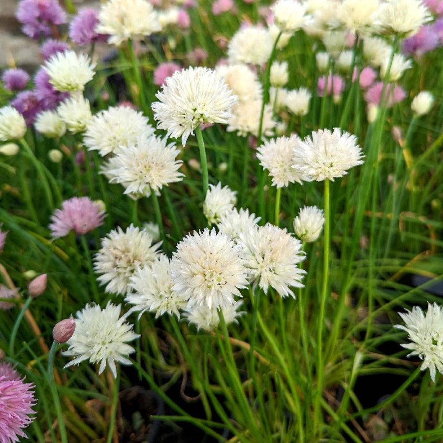 Plantes Vivaces ALLIUM schoenoprasum 'White One' en vente - Pépinière Lepage .
