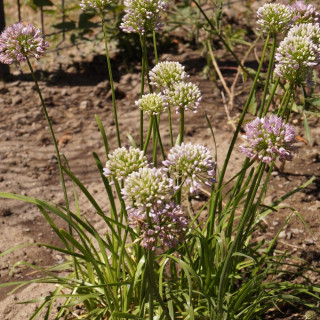 Plantes Vivaces ALLIUM senescens ssp. senescens - Ail d'ornement en vente - Pépinière Lepage .