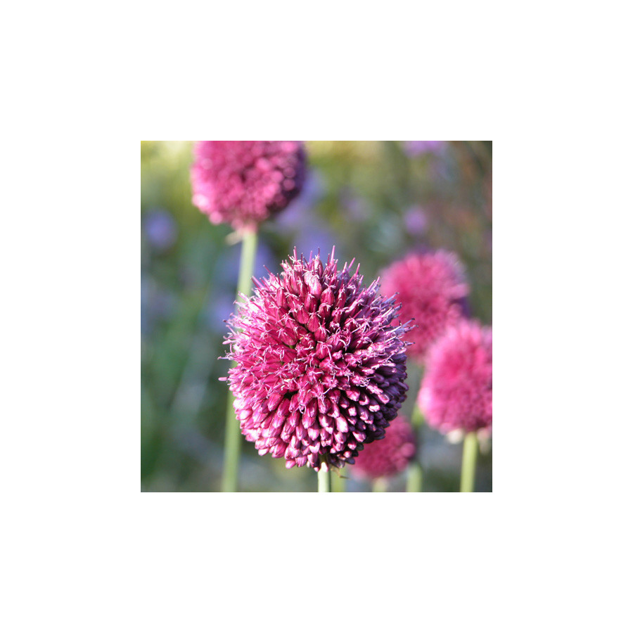 plantes-vivaces-allium-sphaerocephalon-ail-d-ornement-en-vente-ail-a-tete-ronde-en-vente-pepiniere-lepage-