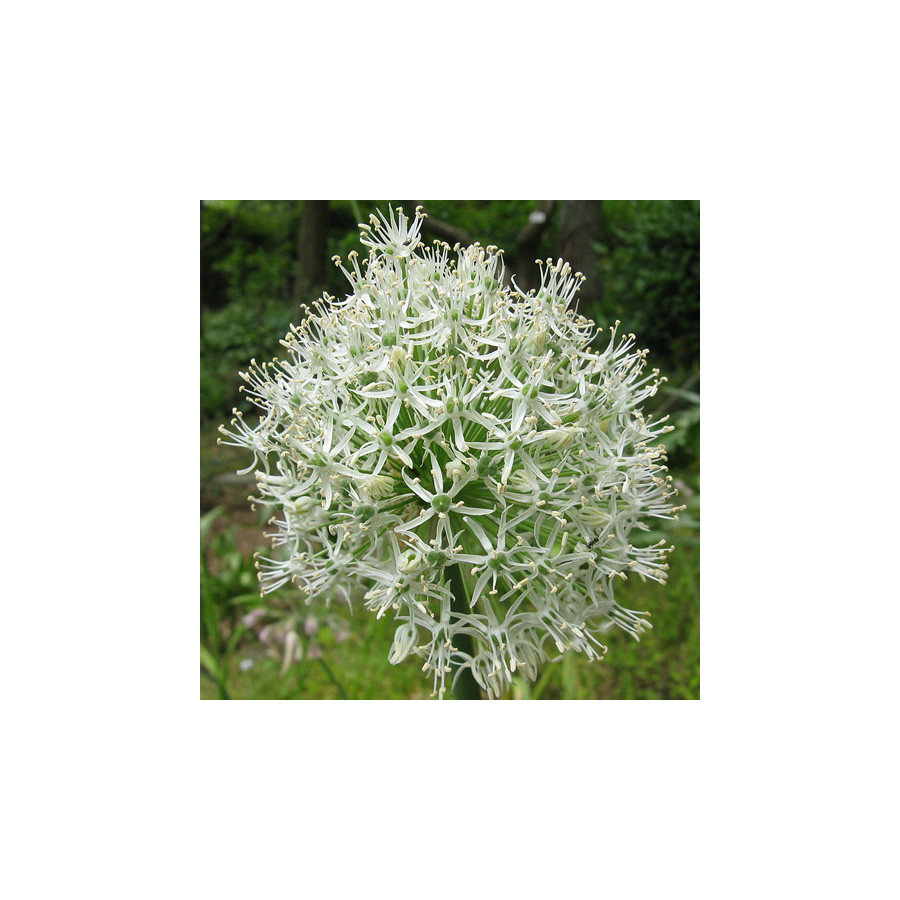 plantes-vivaces-allium-stipitatum-mount-everest-ail-d-ornement-en-vente-pepiniere-lepage-