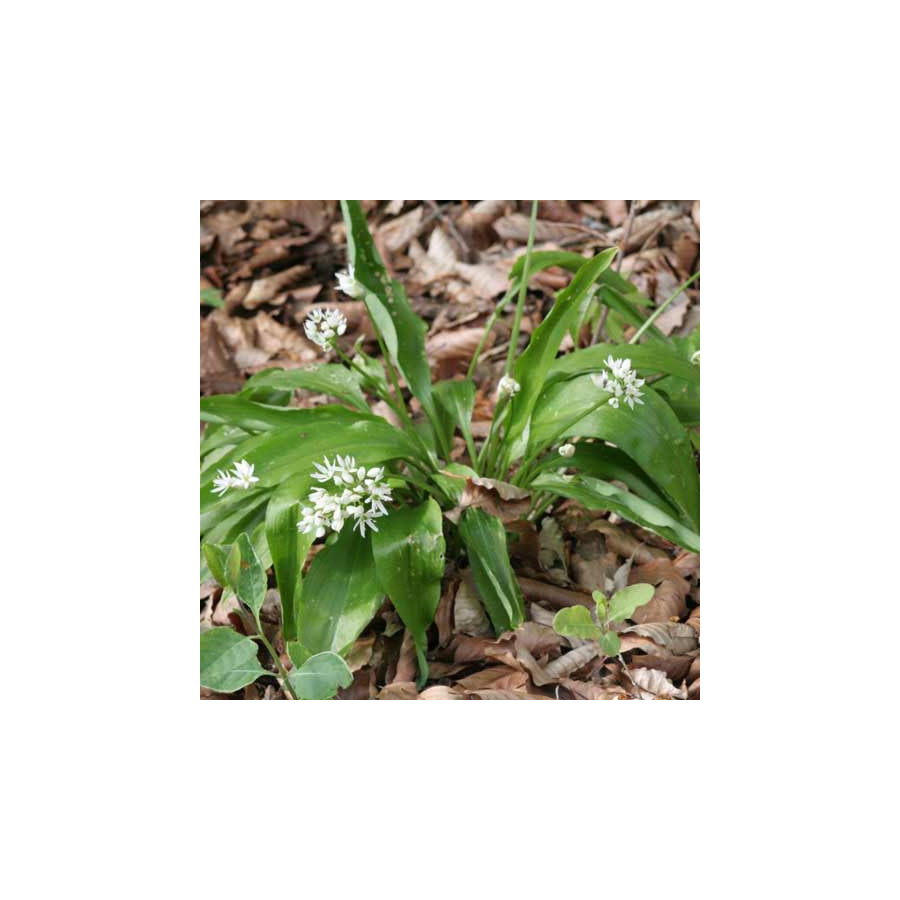 plantes-vivaces-allium-ursinum-ail-des-ours-en-vente-pepiniere-lepage-