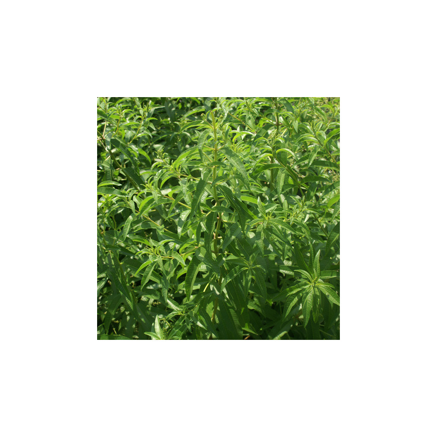 plantes-vivaces-aloysia-triphylla-verveine-citronelle-verveine-citronelle-en-vente-pepiniere-lepage-