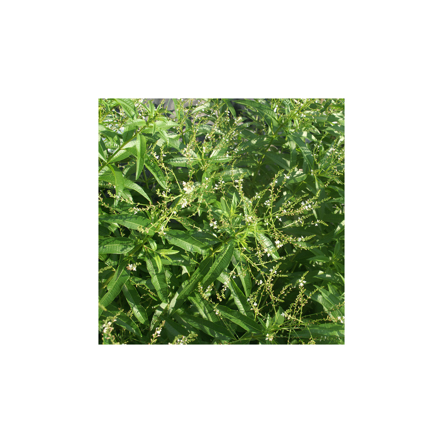 plantes-vivaces-aloysia-triphylla-verveine-citronelle-verveine-citronelle-en-vente-pepiniere-lepage-