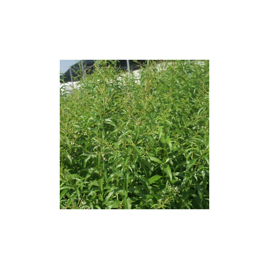 plantes-vivaces-aloysia-triphylla-verveine-citronelle-verveine-citronelle-en-vente-pepiniere-lepage-