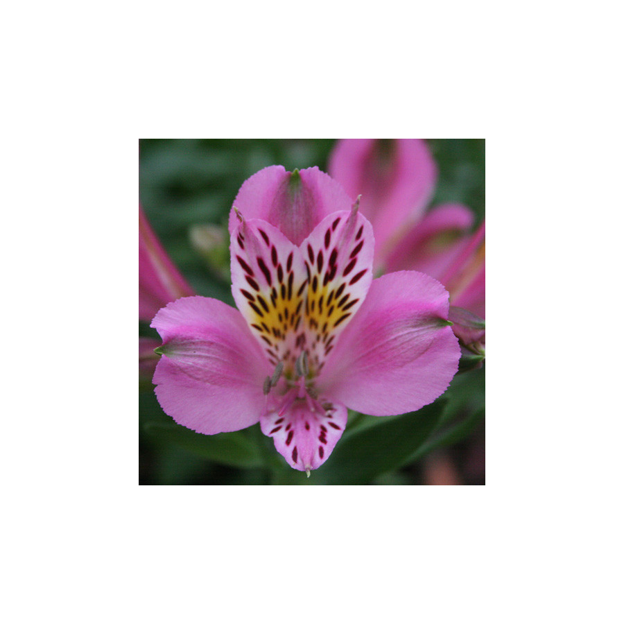 Plantes Vivaces ALSTROEMERIA 'Charles' - Alstroémère en vente - Lis des Incas en vente - Pépinière Lepage .