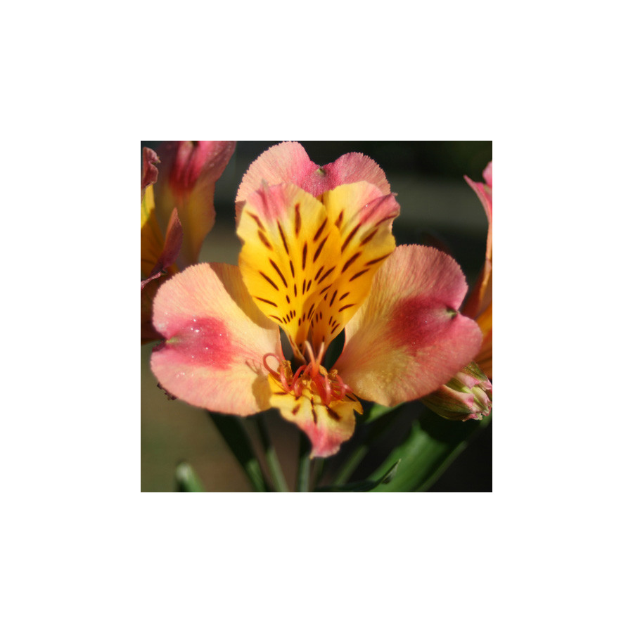 Plantes Vivaces ALSTROEMERIA 'Chartrené' - Alstroémère en vente - Lis des incas en vente - Pépinière Lepage .