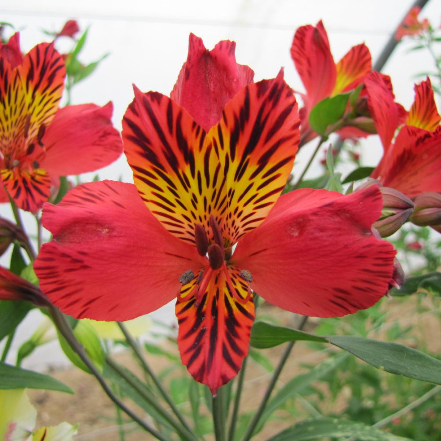 Plantes Vivaces ALSTROEMERIA 'Chinon' - Alstroémère en vente - Lis des Incas en vente - Pépinière Lepage .