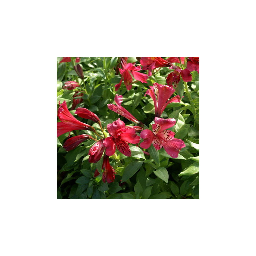 Plantes Vivaces ALSTROEMERIA 'Dandy Candy' - Alstroémère en vente - Lis des incas en vente - Pépinière Lepage .