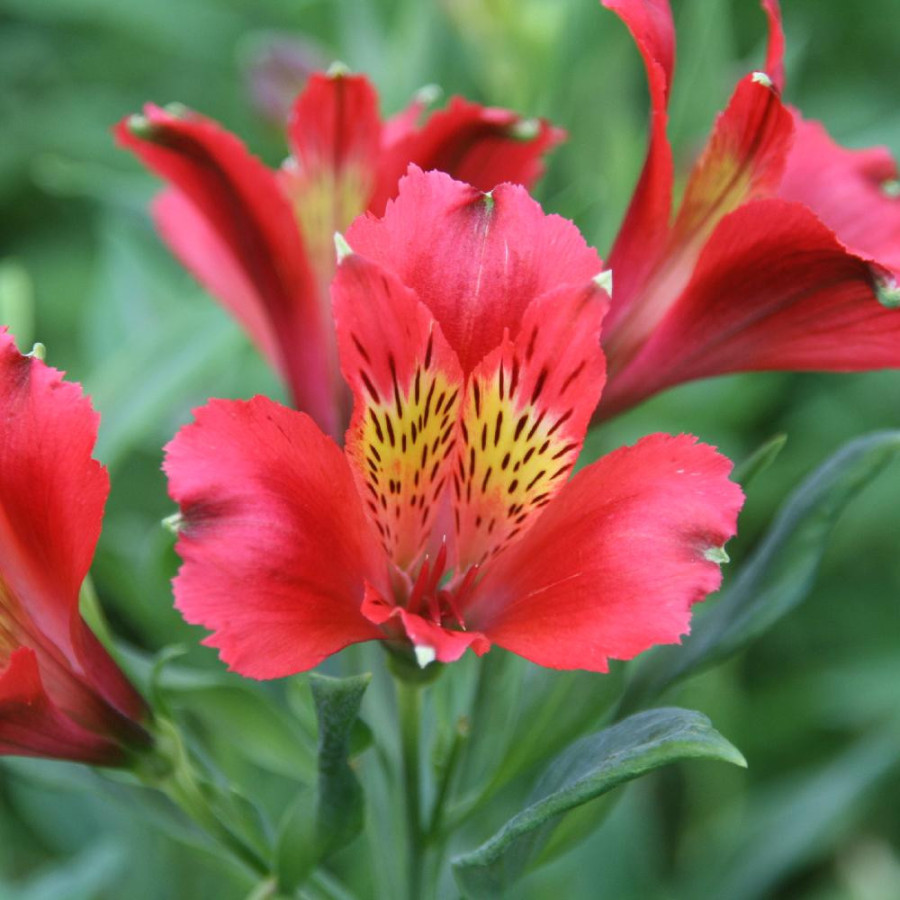 Plantes Vivaces ALSTROEMERIA 'Diane' - Alstroémère en vente - Lis des Incas en vente - Pépinière Lepage .