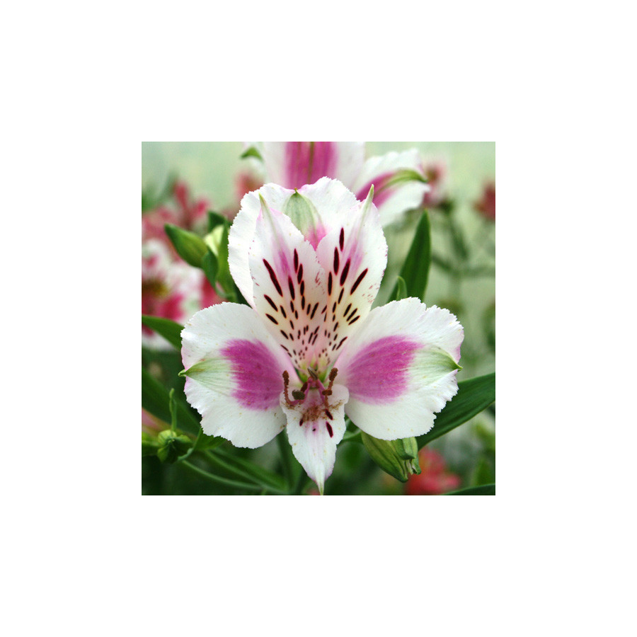 Plantes Vivaces ALSTROEMERIA 'Fougeré' - Alstroémère en vente - Lis des incas en vente - Pépinière Lepage .
