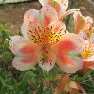 plantes-vivaces-alstroemeria-jean-alstroemere-en-vente-lis-des-incas-en-vente-pepiniere-lepage-