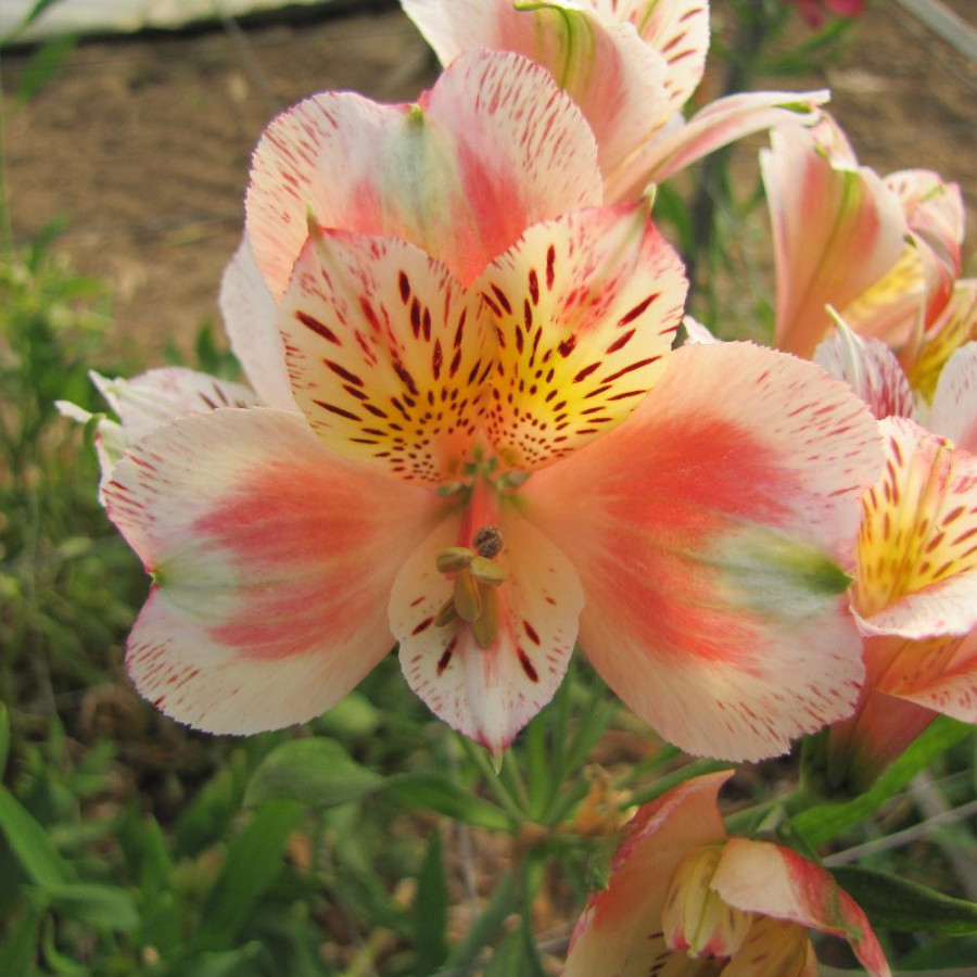 Plantes Vivaces ALSTROEMERIA 'Jean' - Alstroémère en vente - Lis des Incas en vente - Pépinière Lepage .