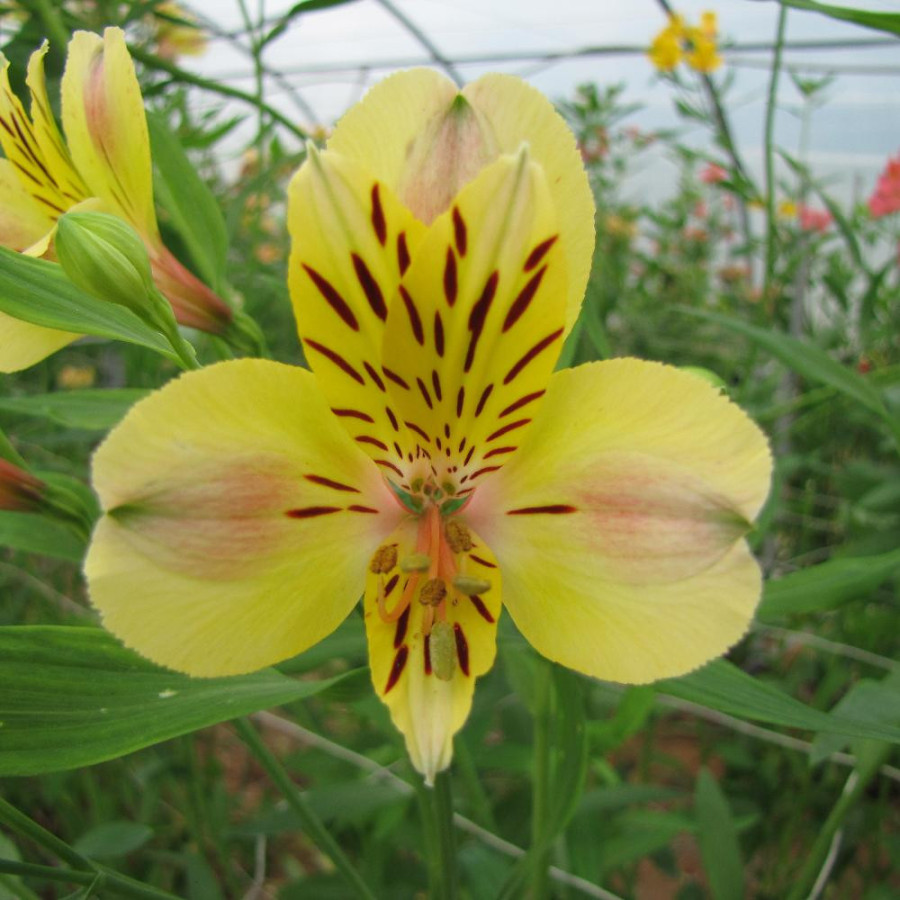 Plantes Vivaces ALSTROEMERIA 'Layon' - Alstroémère en vente - Lis des Incas en vente - Pépinière Lepage .