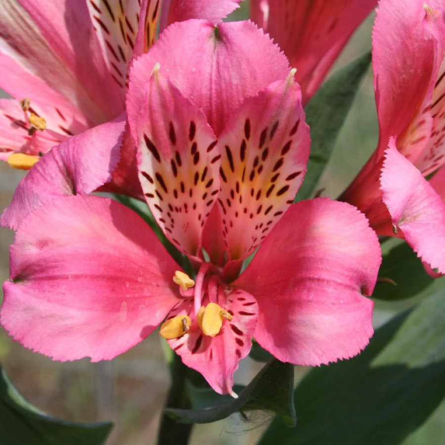 Plantes Vivaces ALSTROEMERIA 'Marcé' ® - Alstroémère en vente - Lis des Incas en vente - Pépinière Lepage .