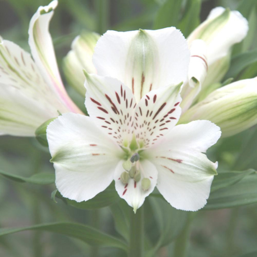 plantes-vivaces-alstroemeria-maze-R-alstroemere-en-vente-lis-des-incas-en-vente-pepiniere-lepage-