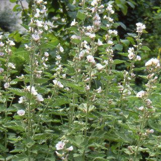 plantes-vivaces-althaea-officinalis-guimauve-en-vente-mauve-officinale-en-vente-pepiniere-lepage-