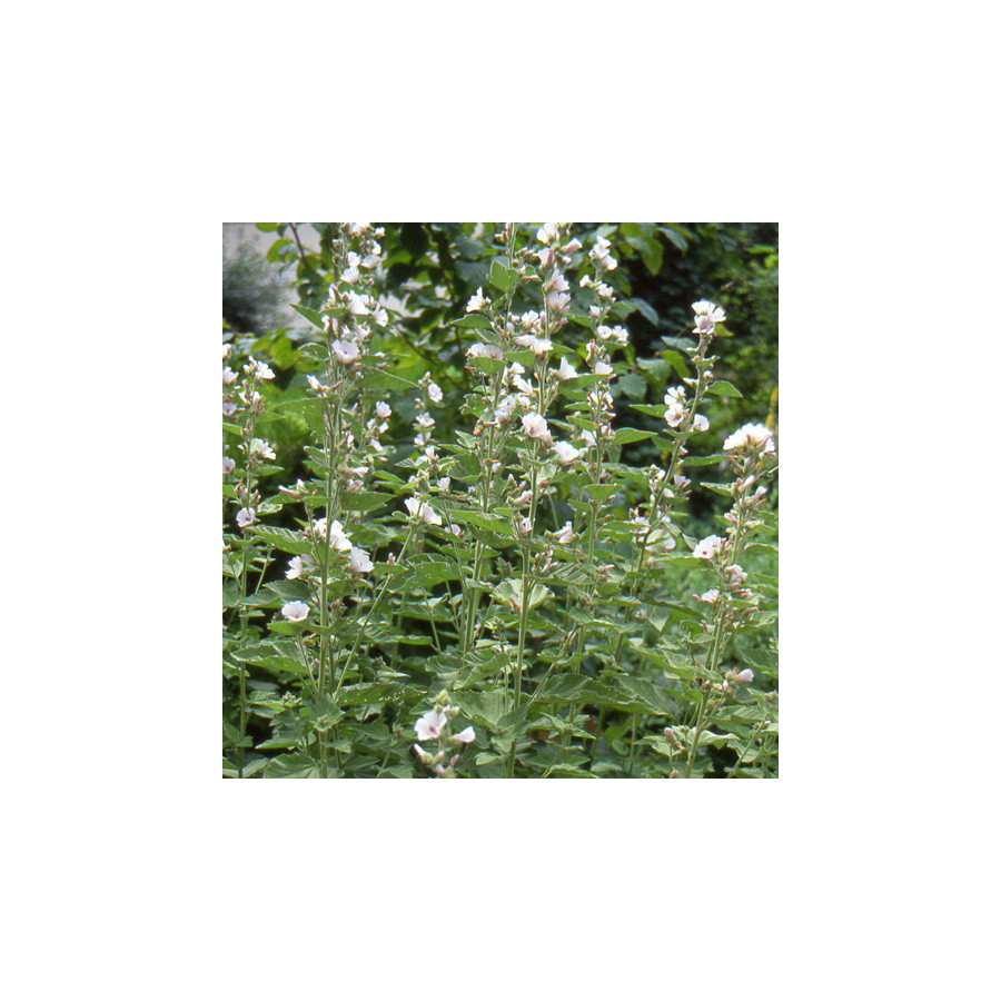 plantes-vivaces-althaea-officinalis-guimauve-en-vente-mauve-officinale-en-vente-pepiniere-lepage-