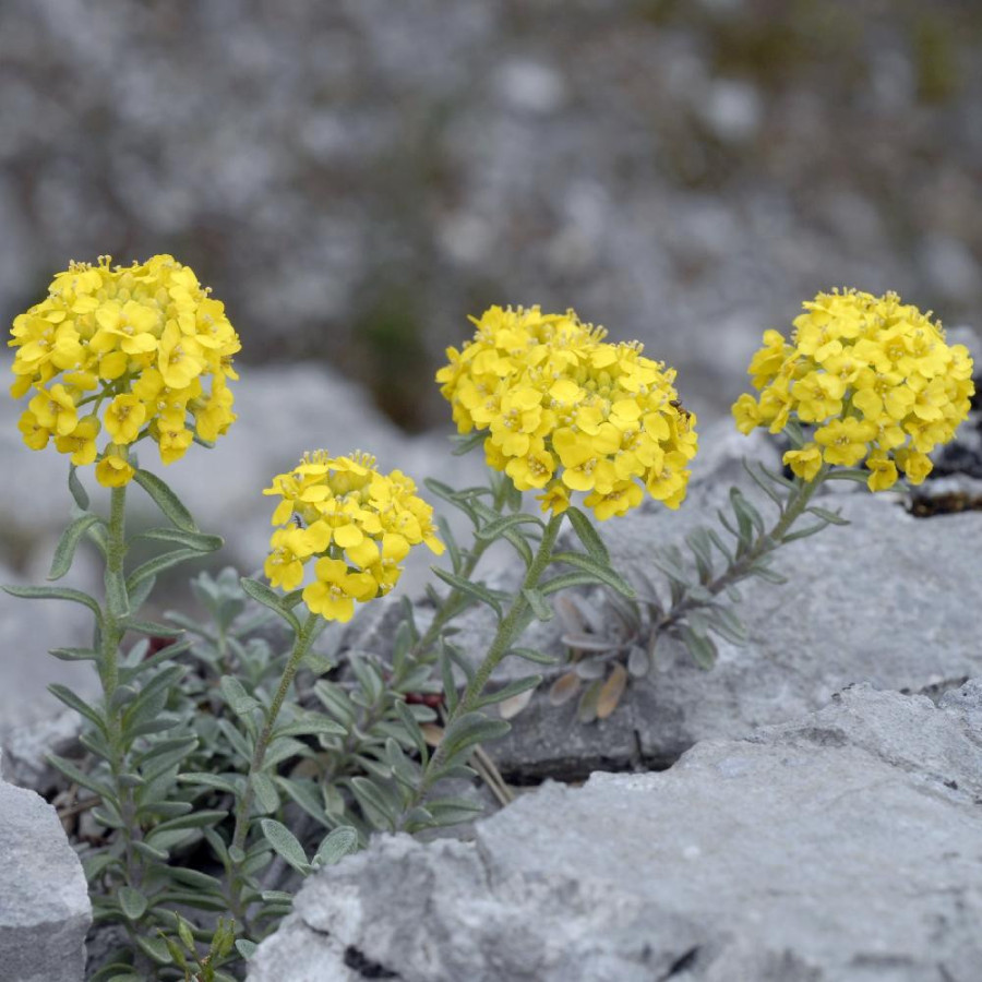 plantes-vivaces-alyssum-montanum-alysse-en-vente-pepiniere-lepage-