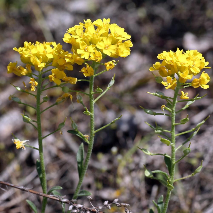 plantes-vivaces-alyssum-montanum-alysse-en-vente-pepiniere-lepage-