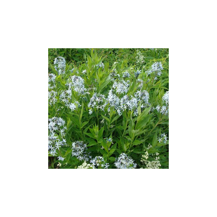 Plantes Vivaces AMSONIA 'Blue Ice'   - Amsonie en vente - Pépinière Lepage .