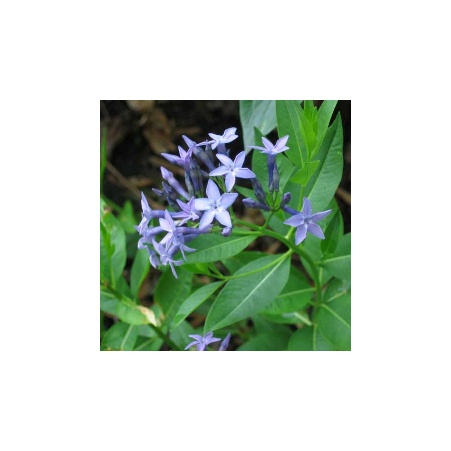 Plantes Vivaces AMSONIA 'Blue Ice'   - Amsonie en vente - Pépinière Lepage .