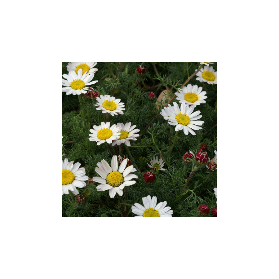 plantes-vivaces-anacyclus-pyrethrum-var-depressus-camomille-marocaine-en-vente-pepiniere-lepage-