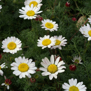 plantes-vivaces-anacyclus-pyrethrum-var-depressus-camomille-marocaine-en-vente-pepiniere-lepage-