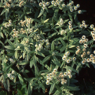 plantes-vivaces-anaphalis-triplinervis-immortelle-de-l-hymalaya-en-vente-pepiniere-lepage-