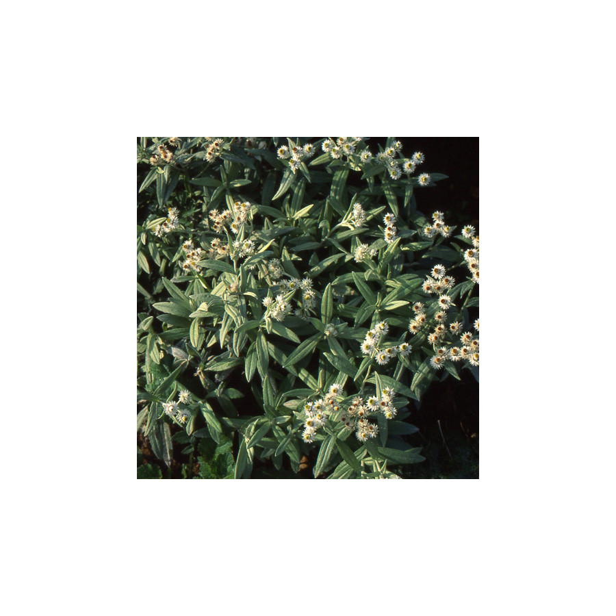 plantes-vivaces-anaphalis-triplinervis-immortelle-de-l-hymalaya-en-vente-pepiniere-lepage-