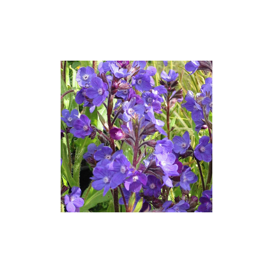 Plantes Vivaces ANCHUSA azurea 'Loddon Royalist' - Buglosse en vente - Pépinière Lepage .
