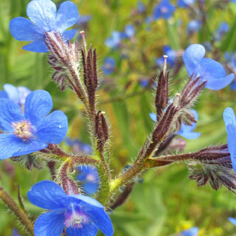 Plantes Vivaces ANCHUSA azurea (italica) - Buglosse en vente - Buglosse d'Italie en vente - Pépinière Lepage .