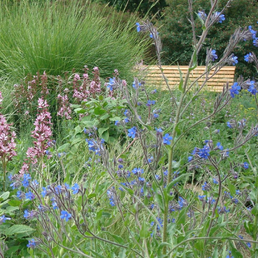 Plantes Vivaces ANCHUSA azurea (italica) - Buglosse en vente - Buglosse d'Italie en vente - Pépinière Lepage .