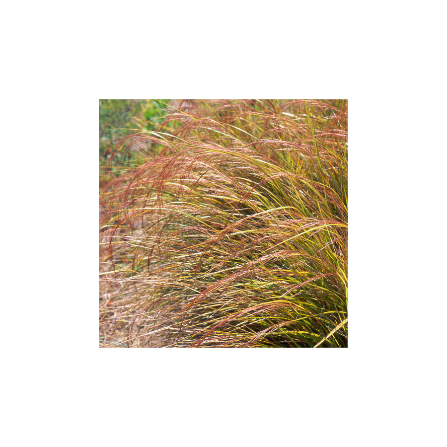 plantes-vivaces-anemanthele-lessoniana-stipa-arundinacea-stipe-en-vente-pepiniere-lepage-
