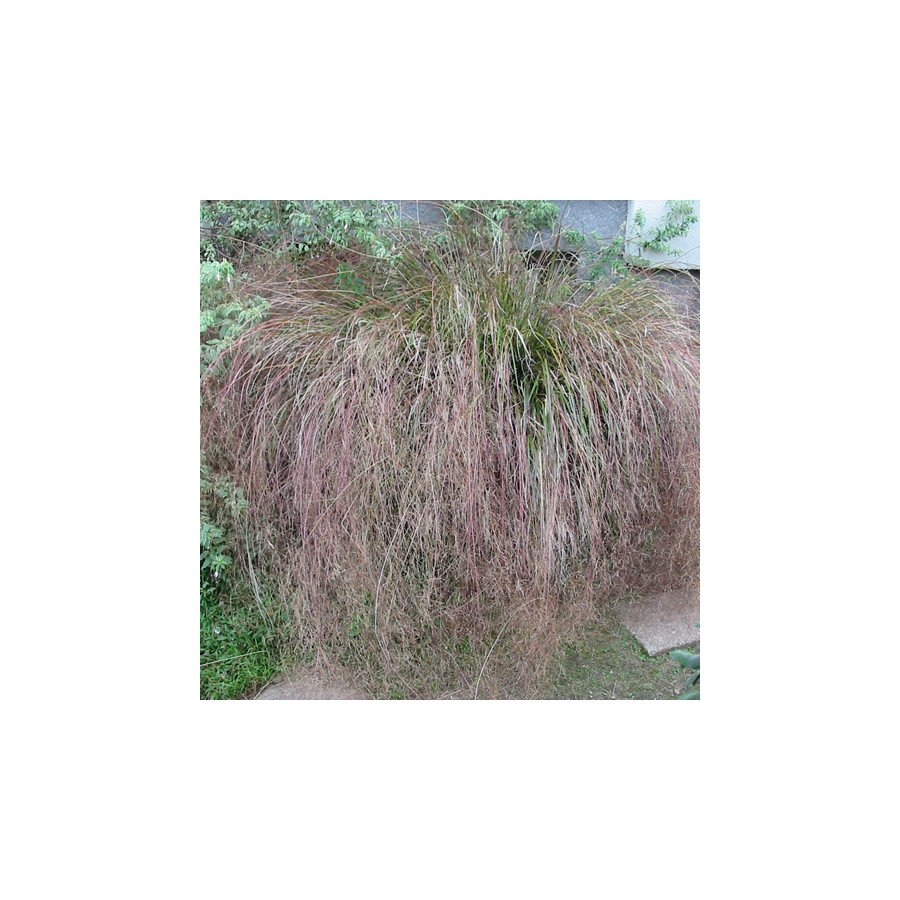 plantes-vivaces-anemanthele-lessoniana-stipa-arundinacea-stipe-en-vente-pepiniere-lepage-