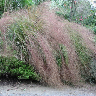 plantes-vivaces-anemanthele-lessoniana-stipa-arundinacea-stipe-en-vente-pepiniere-lepage-