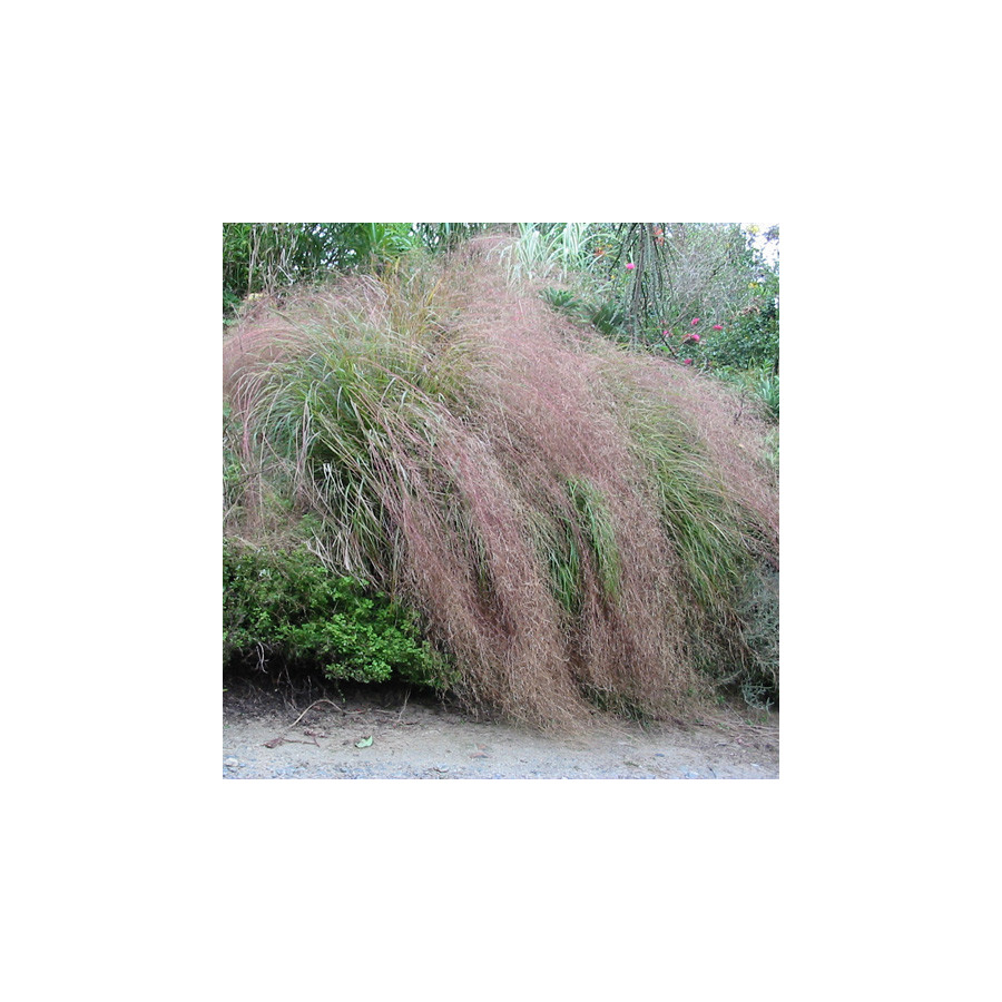 plantes-vivaces-anemanthele-lessoniana-stipa-arundinacea-stipe-en-vente-pepiniere-lepage-