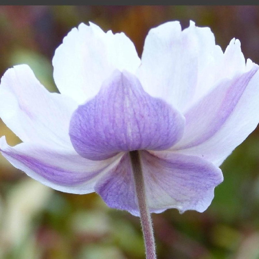 Plantes Vivaces ANEMONE 'Dreaming Swan' ®  en vente - Pépinière Lepage .