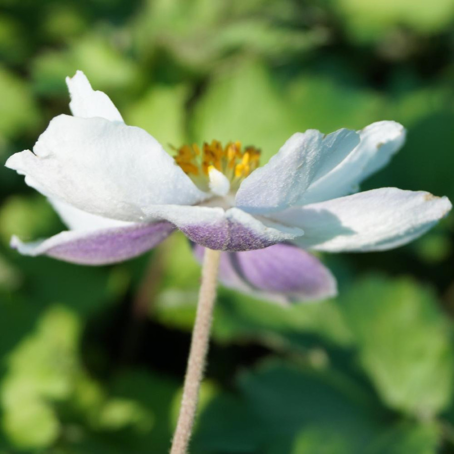 Plantes Vivaces ANEMONE 'Dreaming Swan' ®  en vente - Pépinière Lepage .