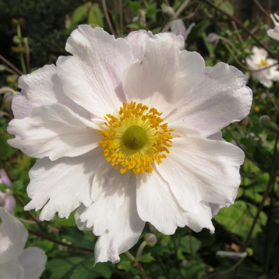 Plantes Vivaces ANEMONE 'Dreaming Swan' ®  en vente - Pépinière Lepage .