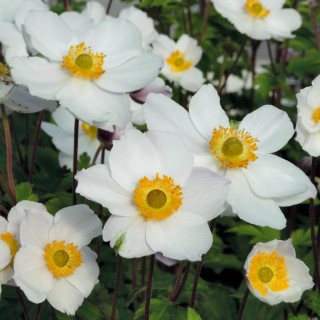 plantes-vivaces-anemone-elfin-swan-R-anemone-du-japon-en-vente-pepiniere-lepage-