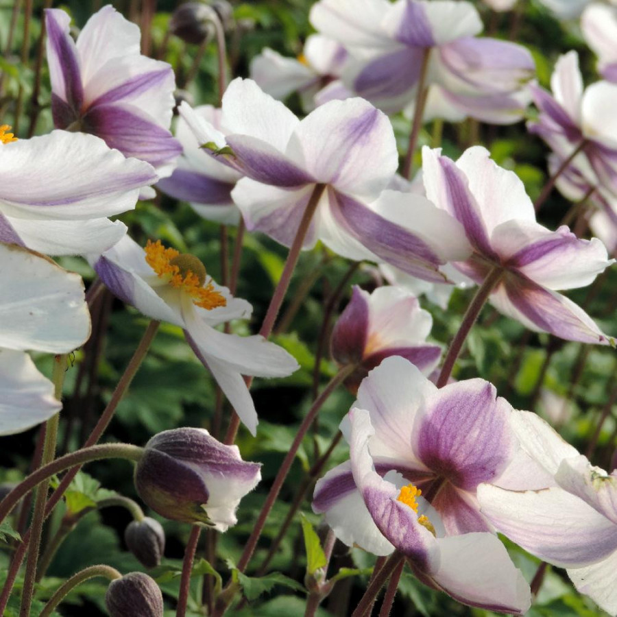 plantes-vivaces-anemone-elfin-swan-R-anemone-du-japon-en-vente-pepiniere-lepage-